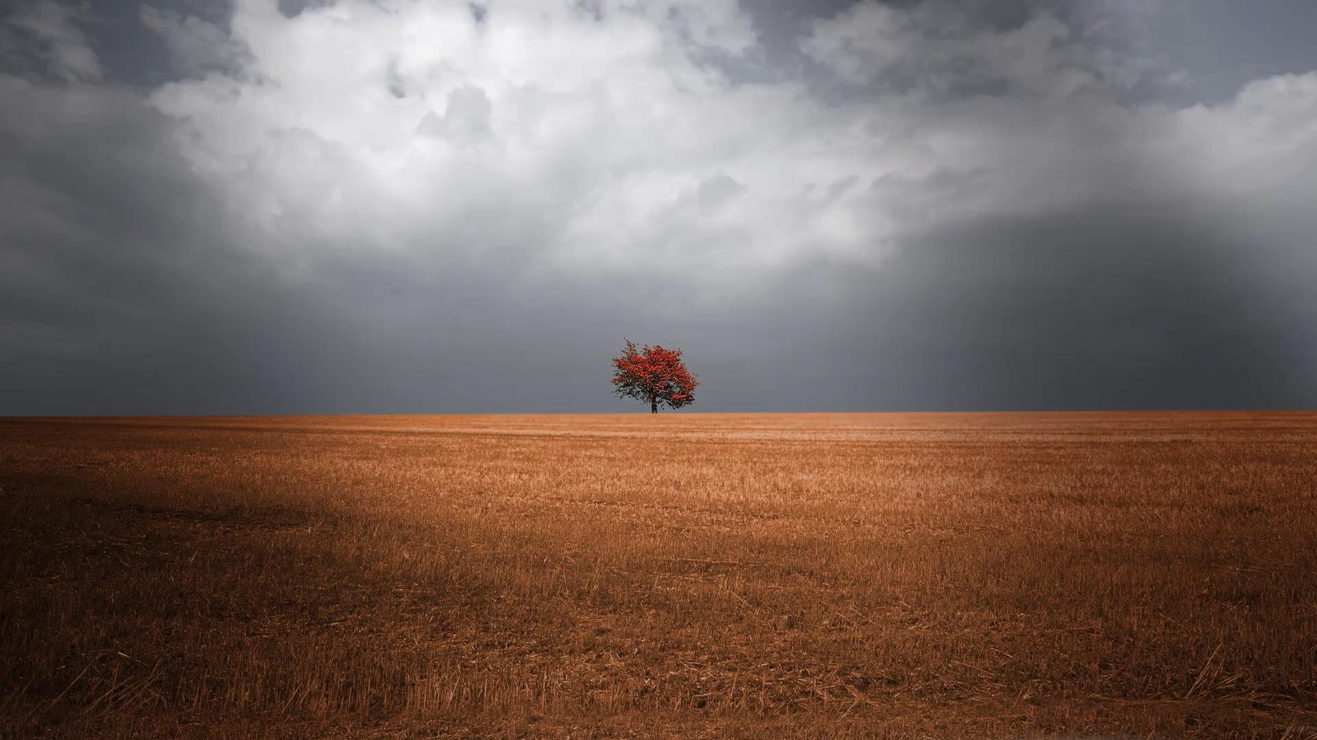 field-tree_101.jpeg